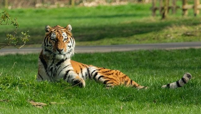 Амурских тигров привезут в Казахстан для восстановления популяции