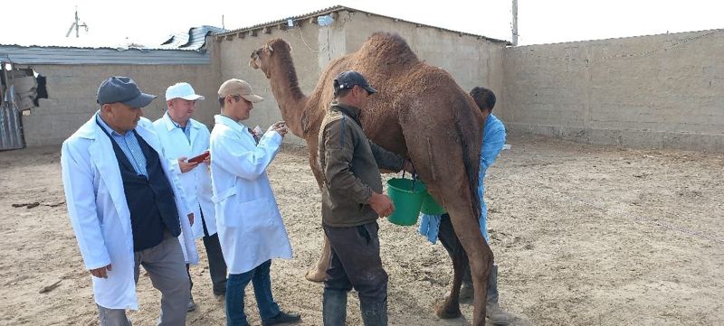 Рекордные надои: новый породный тип верблюдов вывели на юге Казахстана
