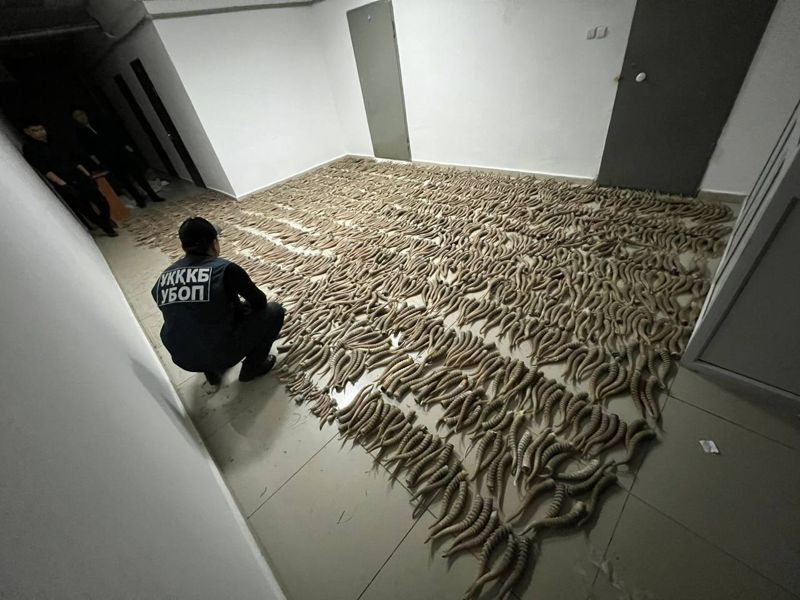 Полицейские нашли две тысячи рогов сайги в Кызылординской области