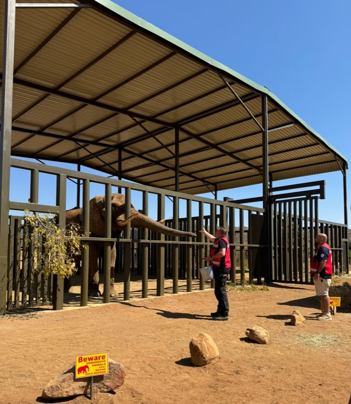 В Южной Африке последнего слона с зоопарка выпустили на свободу