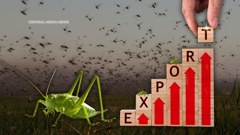 Халяльная и прибыльная: саранча может стать экспортным товаром Казахстана