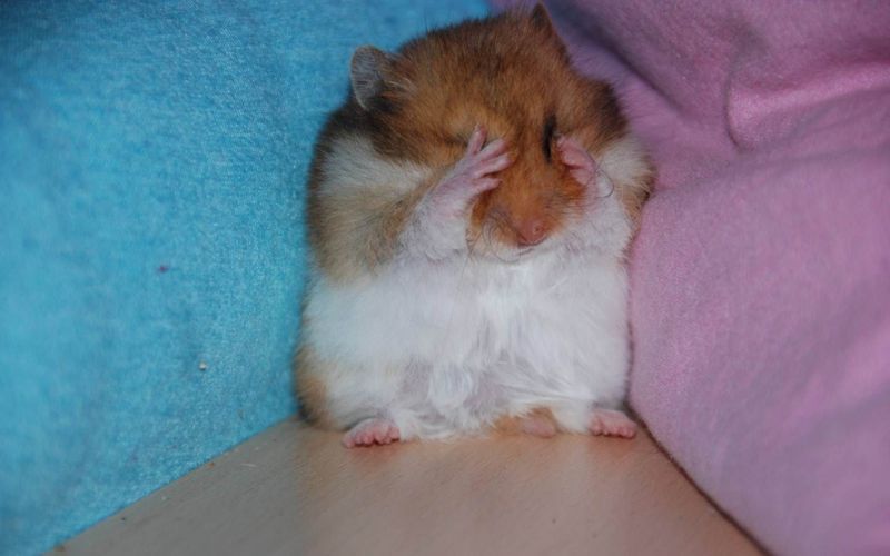 Кликай на хомяка - сомнительная игра по заработку захватила мир