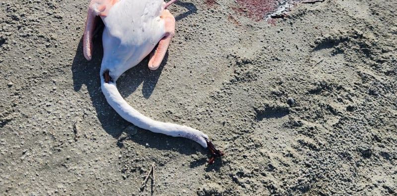 Растерзанные тушки фламинго обнаружили в Мангистау