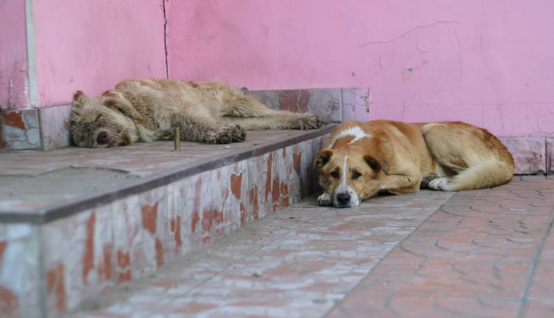 Собаки умирали в мучениях: в полиции Костаная начали расследование