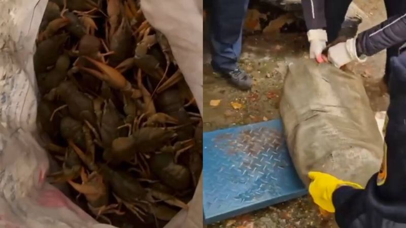 16 мешков с раками вез браконьер в Усть-Каменогорск