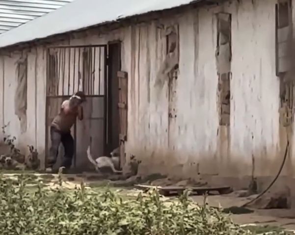 В Шымкенте сотрудник отлова животных жестоко избил собак