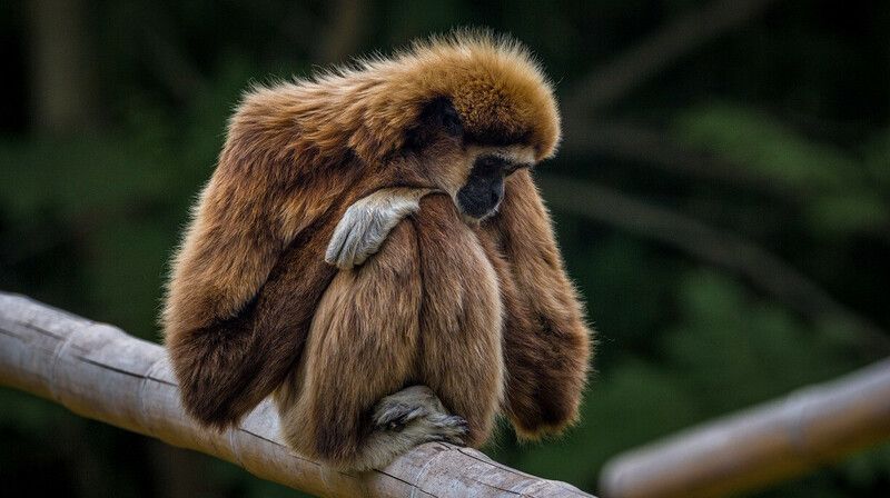 Вирус оспы обезьян: в Казахстане проверяют граждан, прибывших из Африки