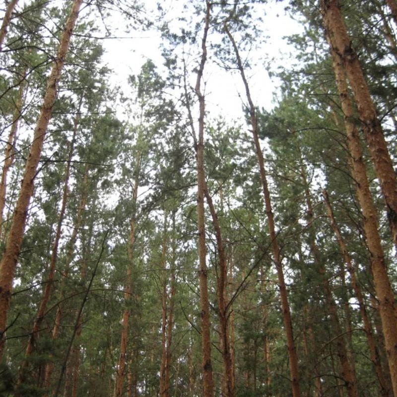 Свежеспиленные сосны пытались похитить из лесфонда "Семей орманы"