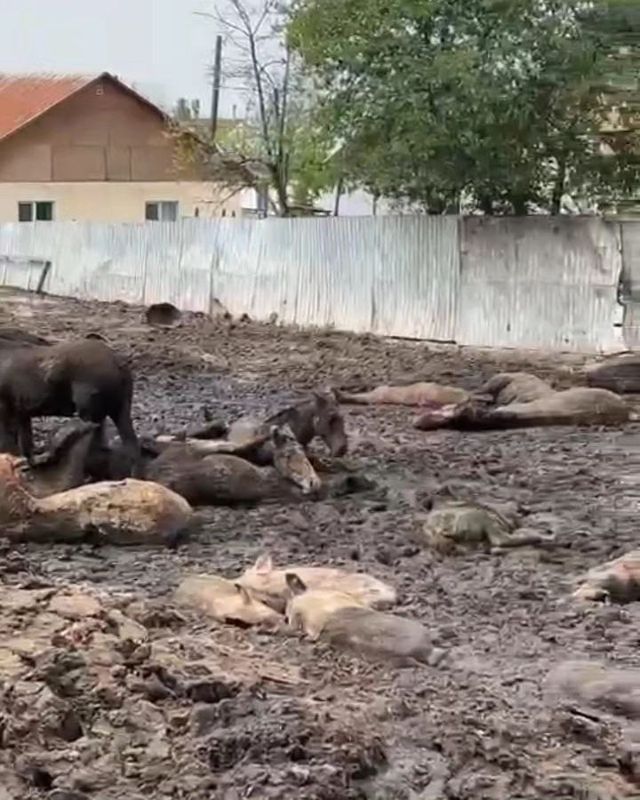 Кони, свиньи ходят по трупам своих же сородичей - в Алматинской области сельчане жалуются на соседа