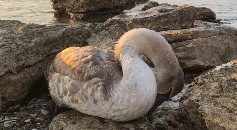 Адмдела открыли на актауский «Rixos»