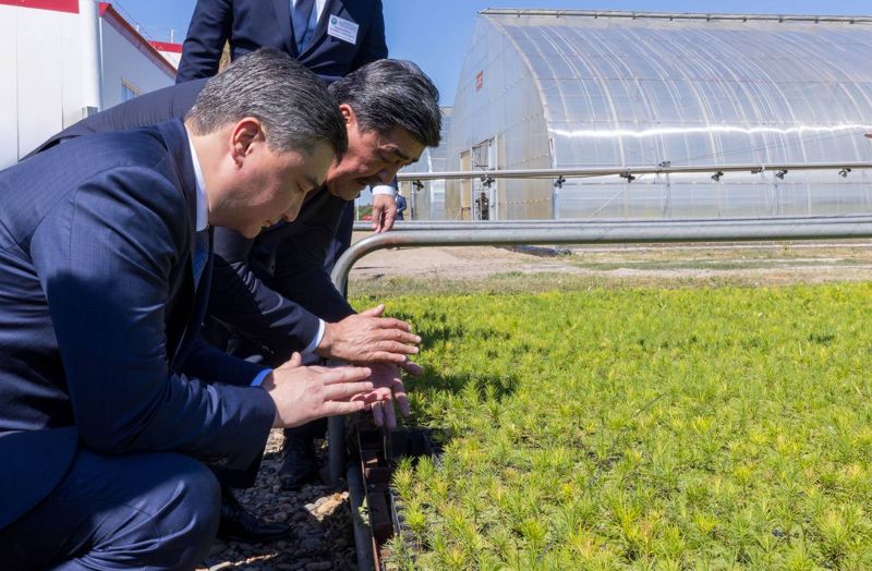 Незаконные лесорубы — враги государства: Бектенов прилетел в «Семей орманы»