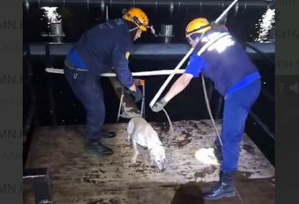 Бездомные собаки чуть не утонули в новом 38-метровом фонтане в Актобе