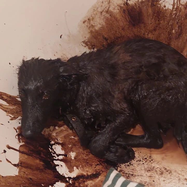 В Риддере спасли собаку, увязшую в гудроне