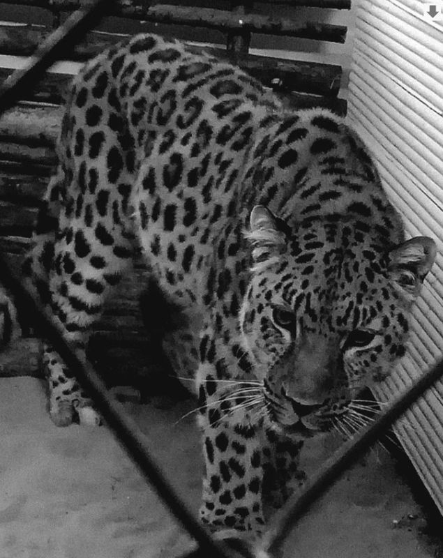 В биологическом центре Семея умер леопард