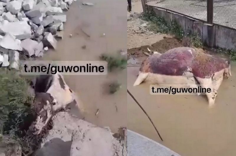 В Атырау из реки Урал продолжают вылавливать трупы животных