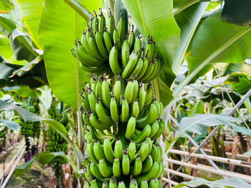 1000 тонн бананов в год выращивают в Туркестанской области