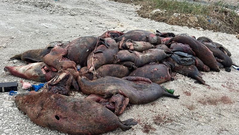 В Минэкологии назвали возможную причину массовой гибели тюленей в Мангистау