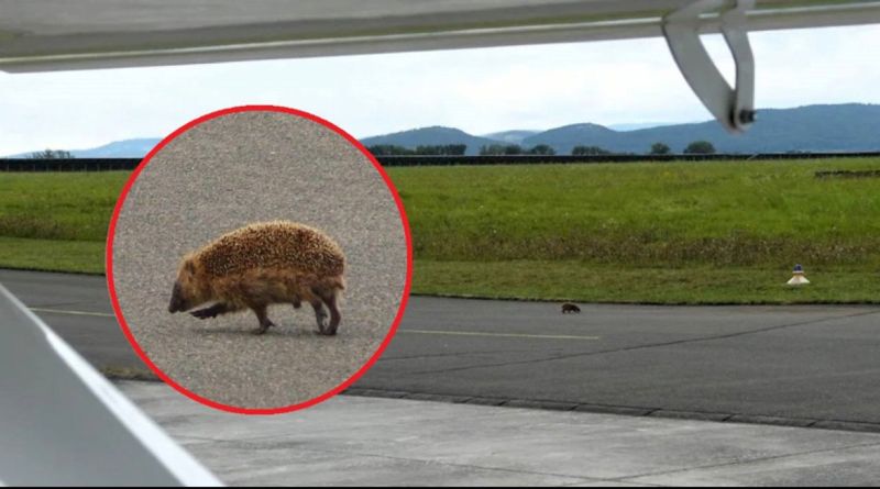 Из-за ежа остановилась работа аэропорта в Германии