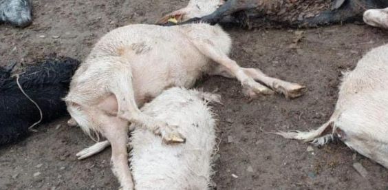 Причину массового падежа скота выясняют в ЗКО