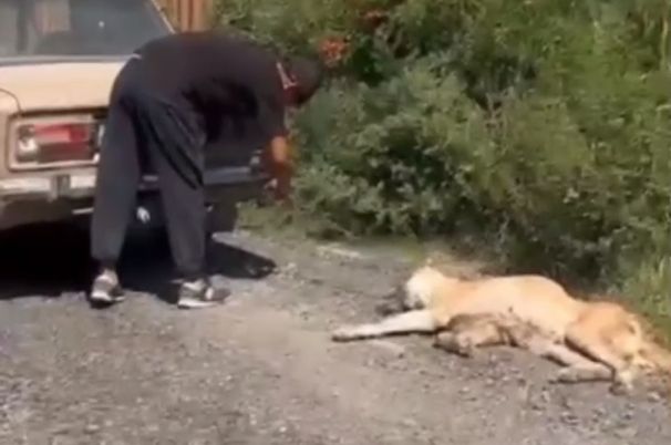 В Алматинской области мужчина протащил по улицам собаку, привязанную к машине