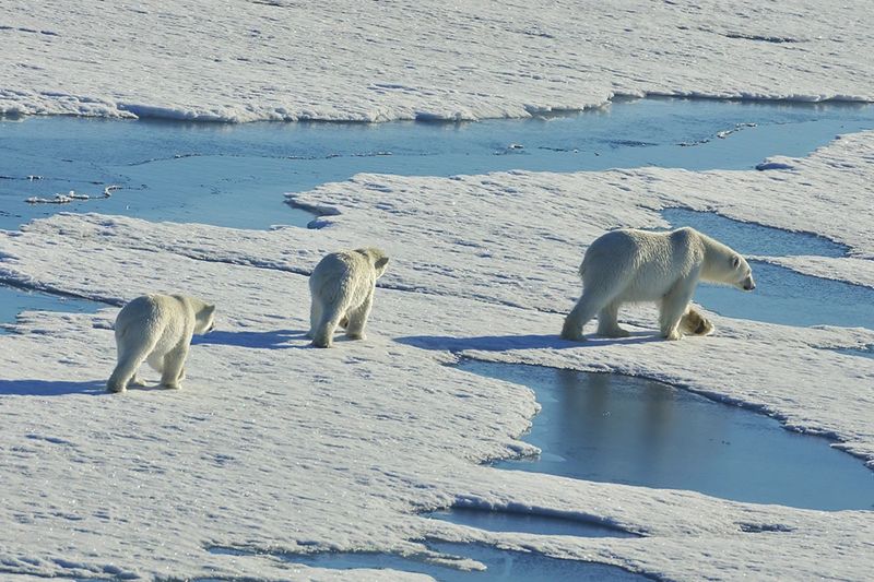 Часть Арктики выставили на продажу за 300 млн евро - Bloomberg
