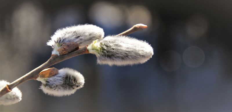 Морозы уходят: какая погода ждёт казахстанцев в последние выходные зимы