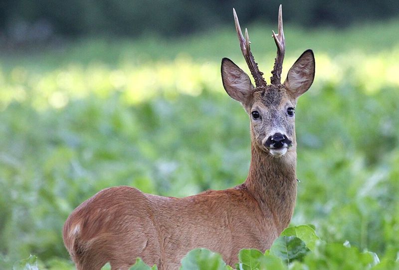Двух павлодарцев посадили за убийство косули
