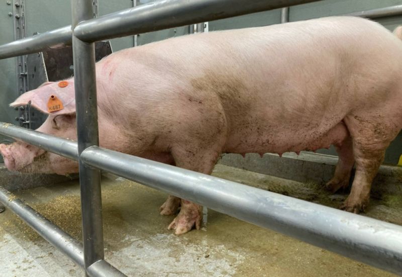 В Японии макаке успешно пересадили почку свиньи