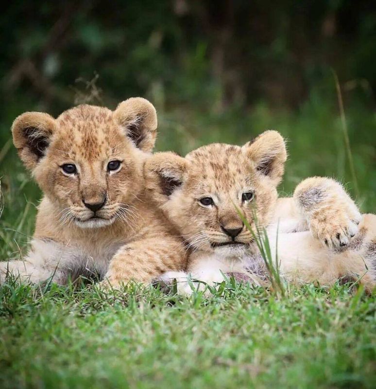 За кражу львят судят трех работников зоопарка Караганды