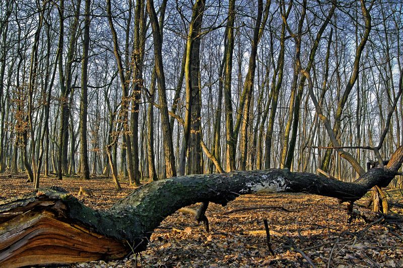 За падение деревьев на автомобили в Алматы наказали директора «Eco Almaty»