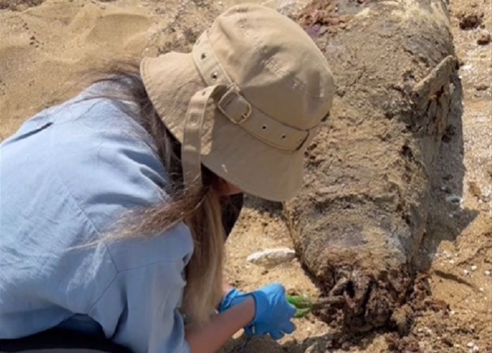 79 мёртвых тюленей обнаружили за несколько дней на берегу моря в Мангистау