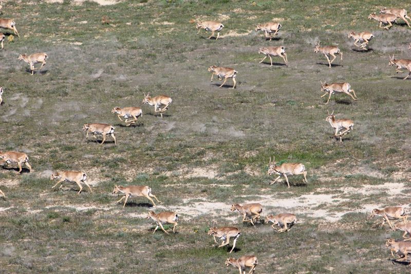 Токаев запретит охотиться на сайгаков