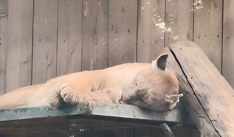 Видео со "страдающими" от жары животными прокомментировали в зоопарке Алматы