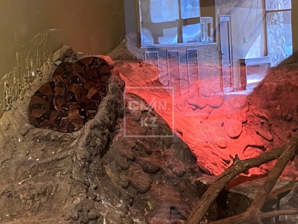 Змея Зоопарк Алматы террариум