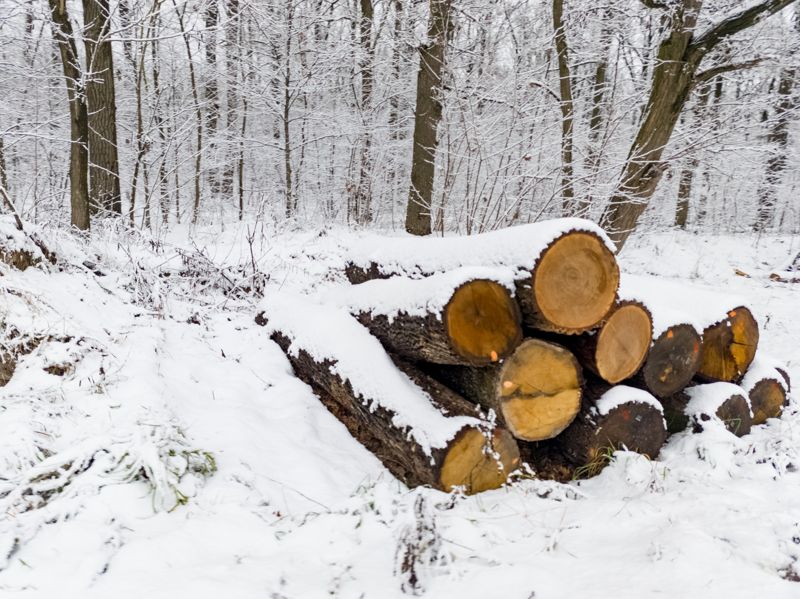 В Алматы незаконно вырубили редкие дубы: в полиции завели уголовное дело