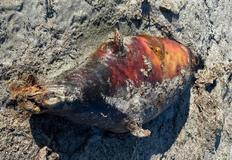 Туши тюленей и птиц на Каспии: определить причину гибели не удастся