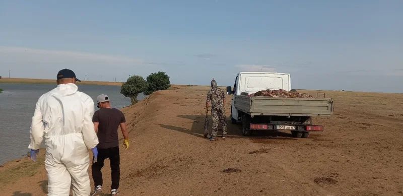 Более 300 туш сайгаков извлекли из реки в ЗКО