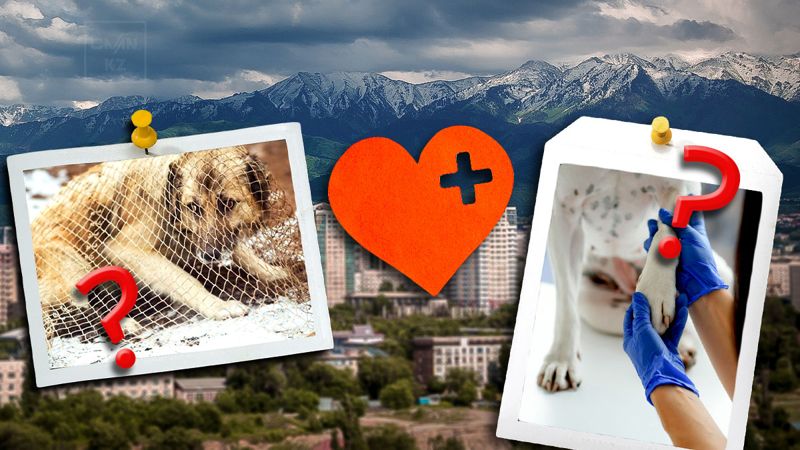 Служба отлова или помощь животным: на критику новой инициативы ответили в Алматы