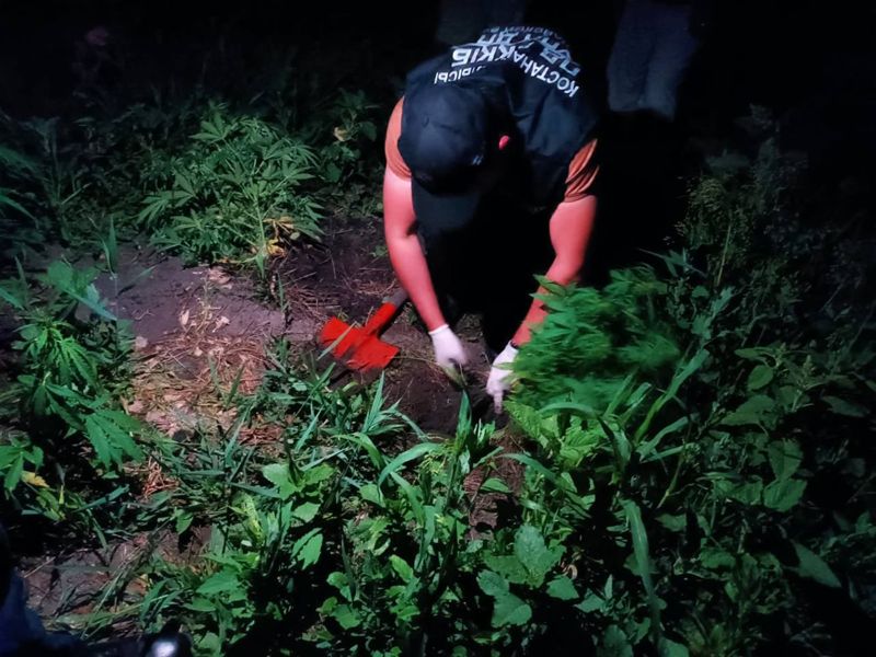 Сел, посеял, присел: в Костанайской области мужчина выращивал каннабис