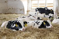 От ЕС до Китая: казахстанское мясо выходит на новые рынки