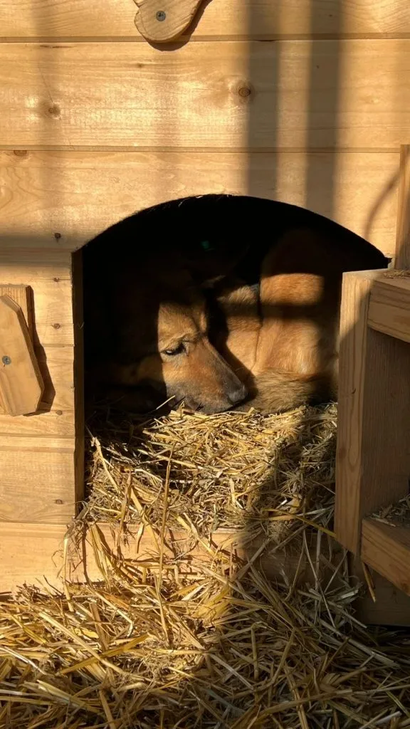 фото: приют «Дворянское собрание»