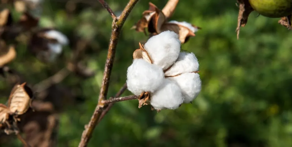 хлопок