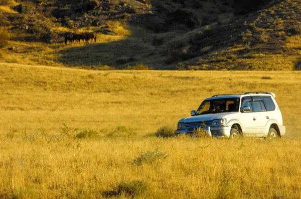 Сбежали, бросив Land Cruiser и 19 туш сайгаков: в Кызылординской области ищут браконьеров