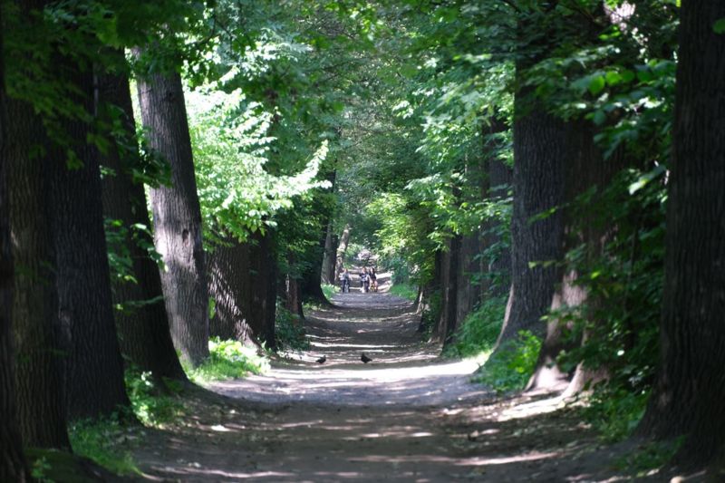 Большой Алматинский Канал и рощу Баума благоустроят в июне