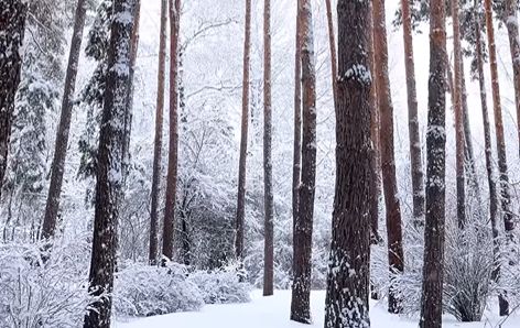 Ботанический сад Алматы закроют на три дня