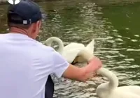 Хватал лебедя за шею в Ботаническом саду Алматы: мужчину арестовали