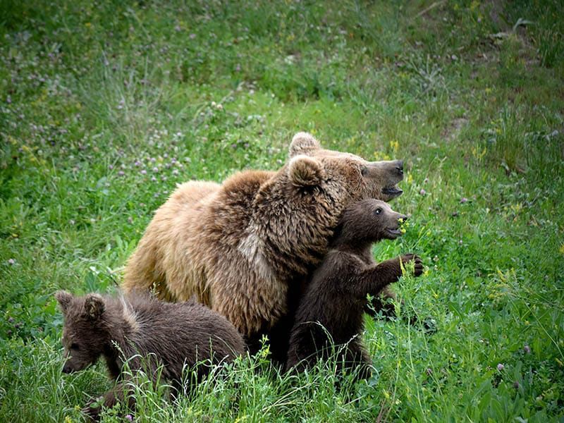 Исторический рекорд: более миллиона человек посетили зоопарк в Алматы