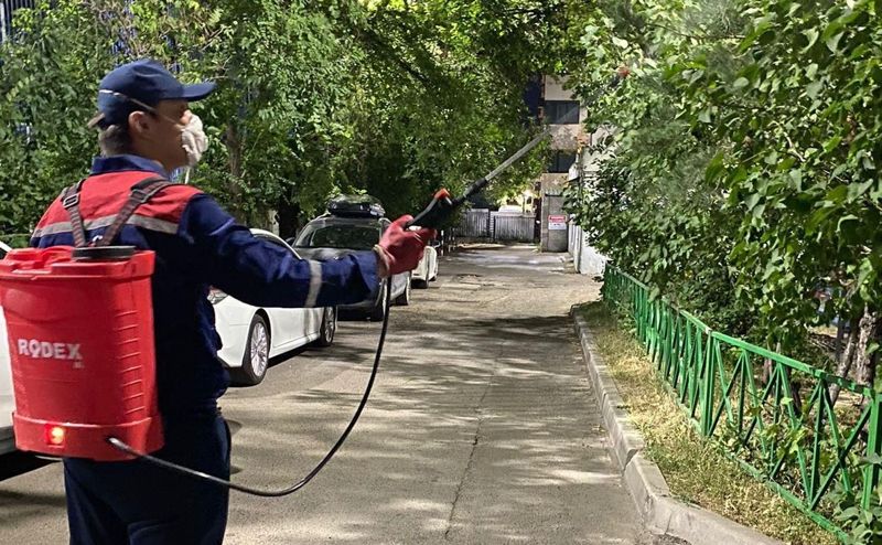 В Алматы начался сезон обработки деревьев от вредителей