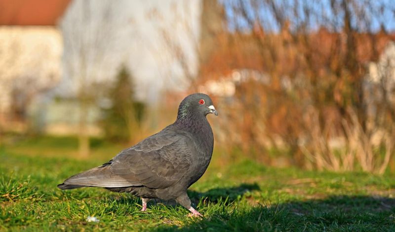 Жителям Атырау грозит штраф за кормление голубей