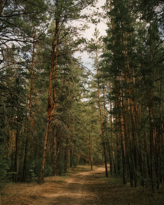 В резервате «Ертіс орманы» объявили 4 класс пожарной опасности